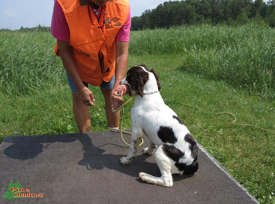 training-spaniels