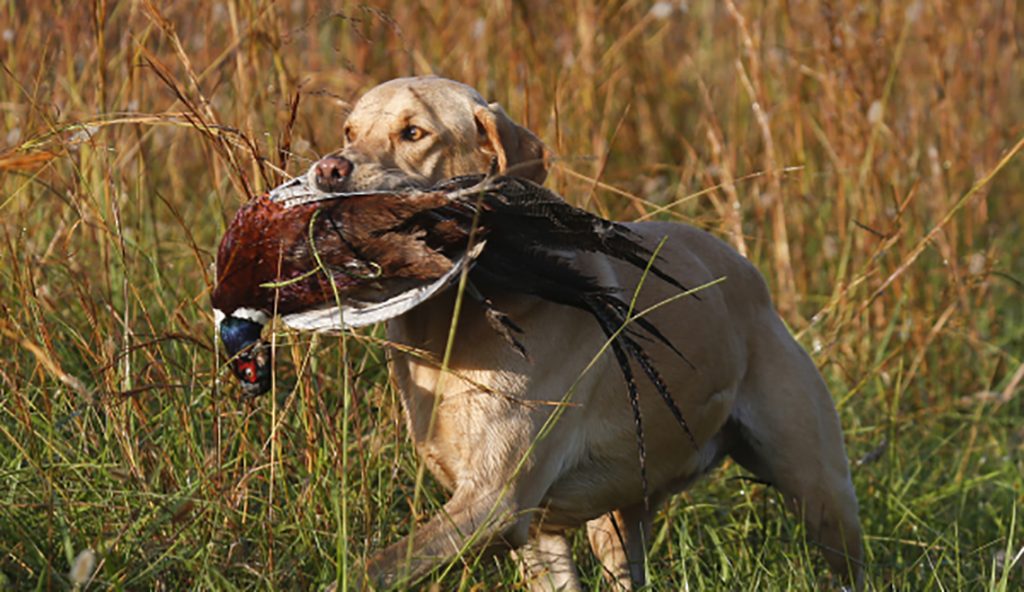 Collins Sends Letter to CDC Opposing New Requirements for Bringing Dogs into the United States