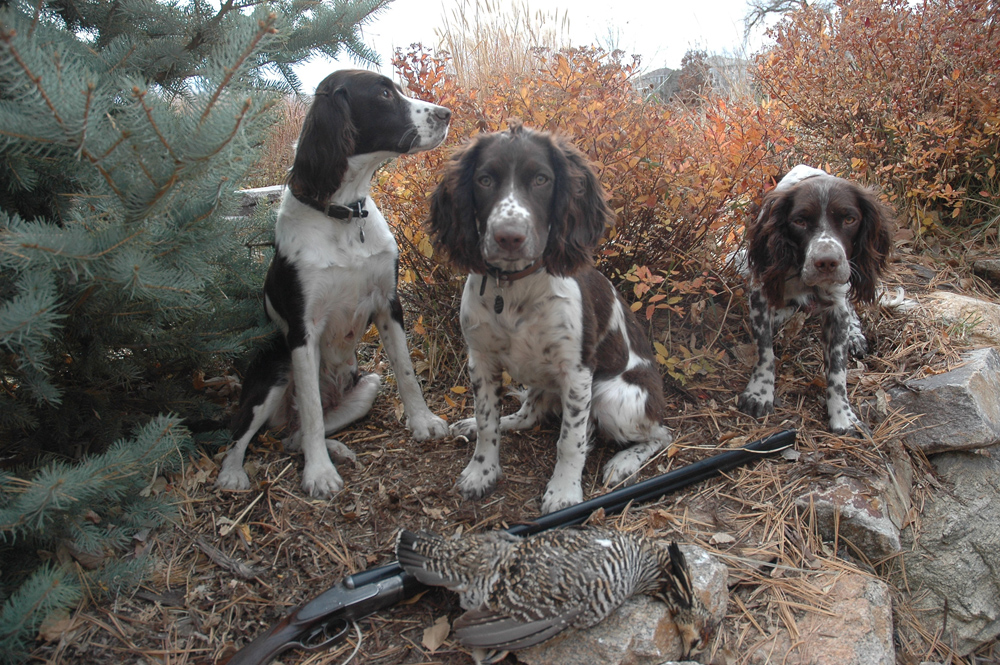 Prairie Grouse Numbers are “Way Up” on the Rosebud!