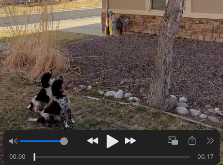 Video: Remi Winston has so much drive, apparently even a tree won’t stop her!